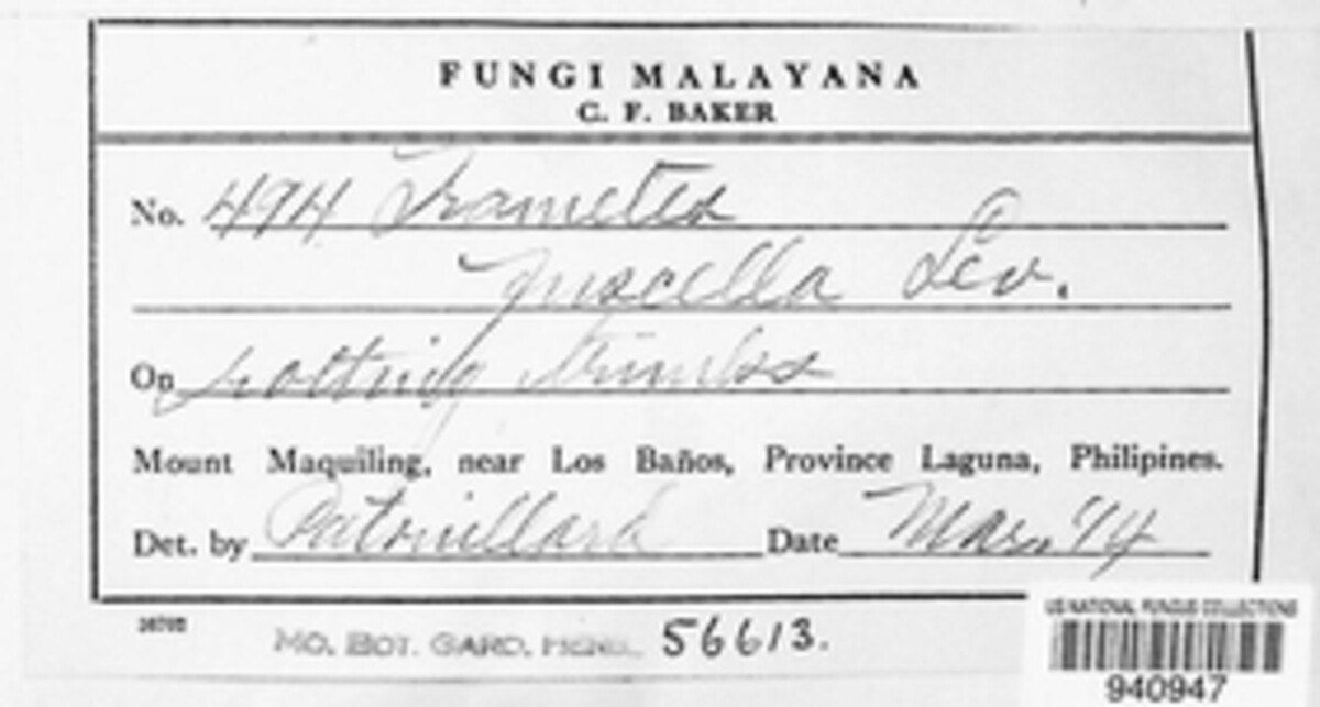 Funalia aspera image